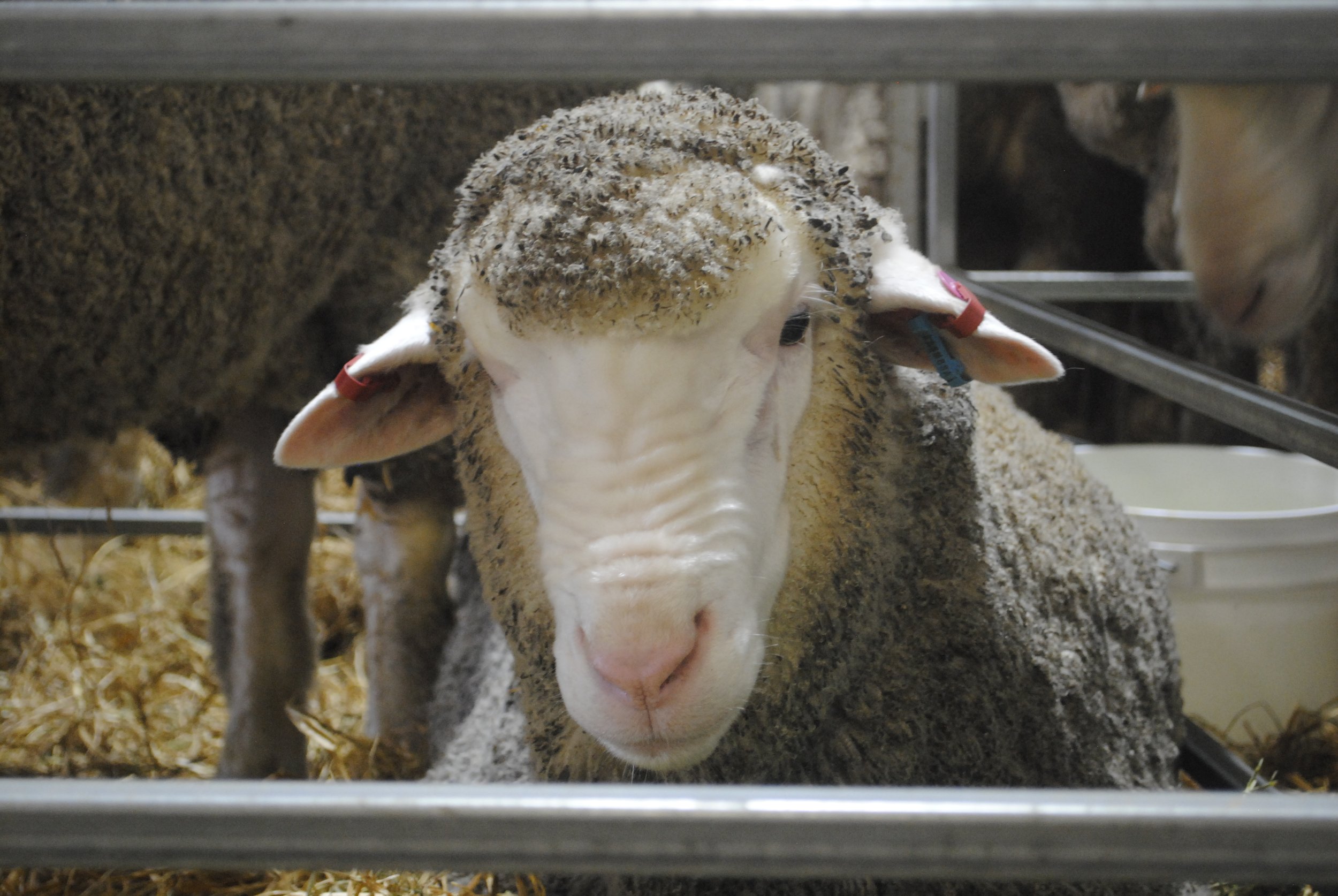 2023 Sheep Show (1).JPG
