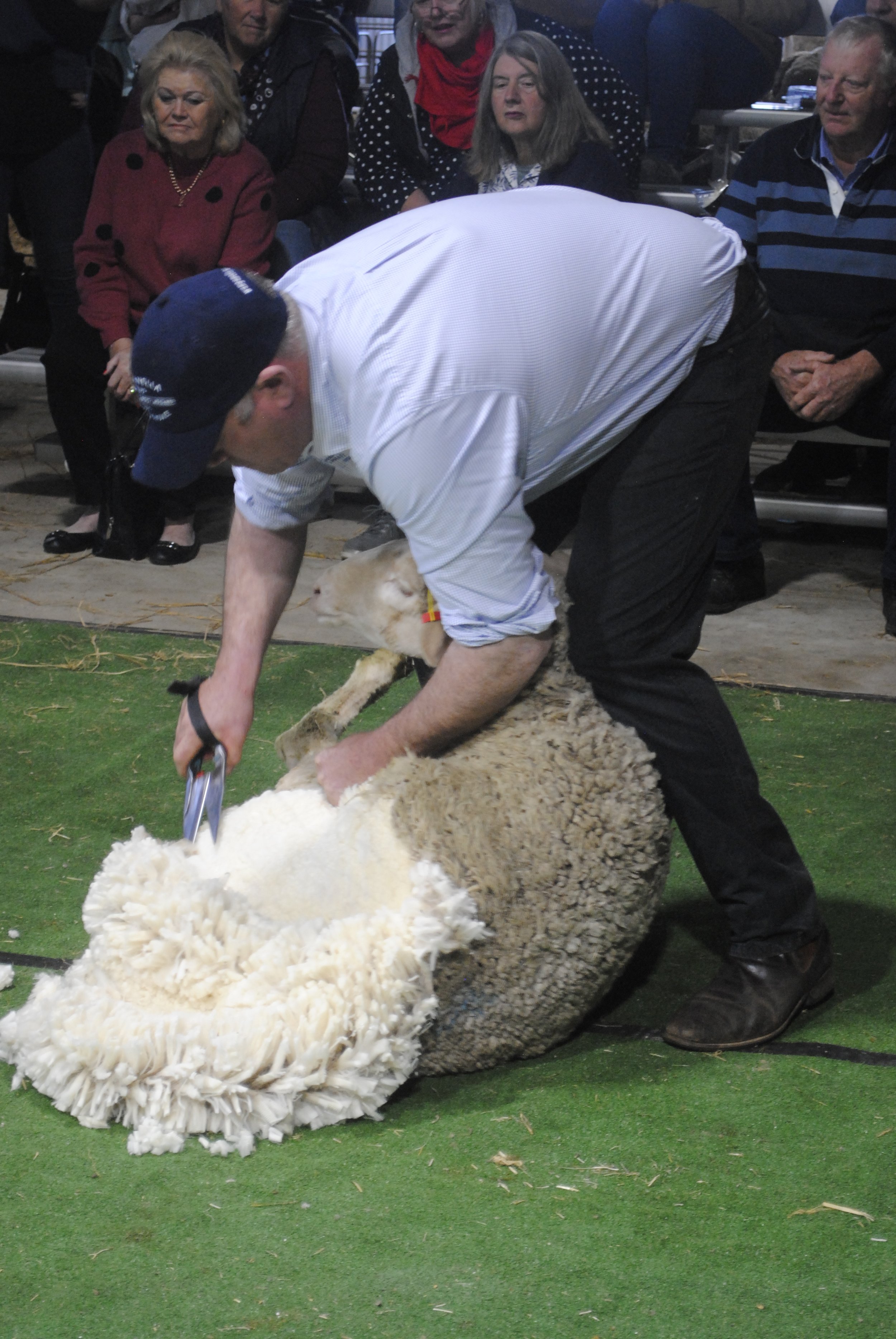 2023 Sheep Show (24).JPG