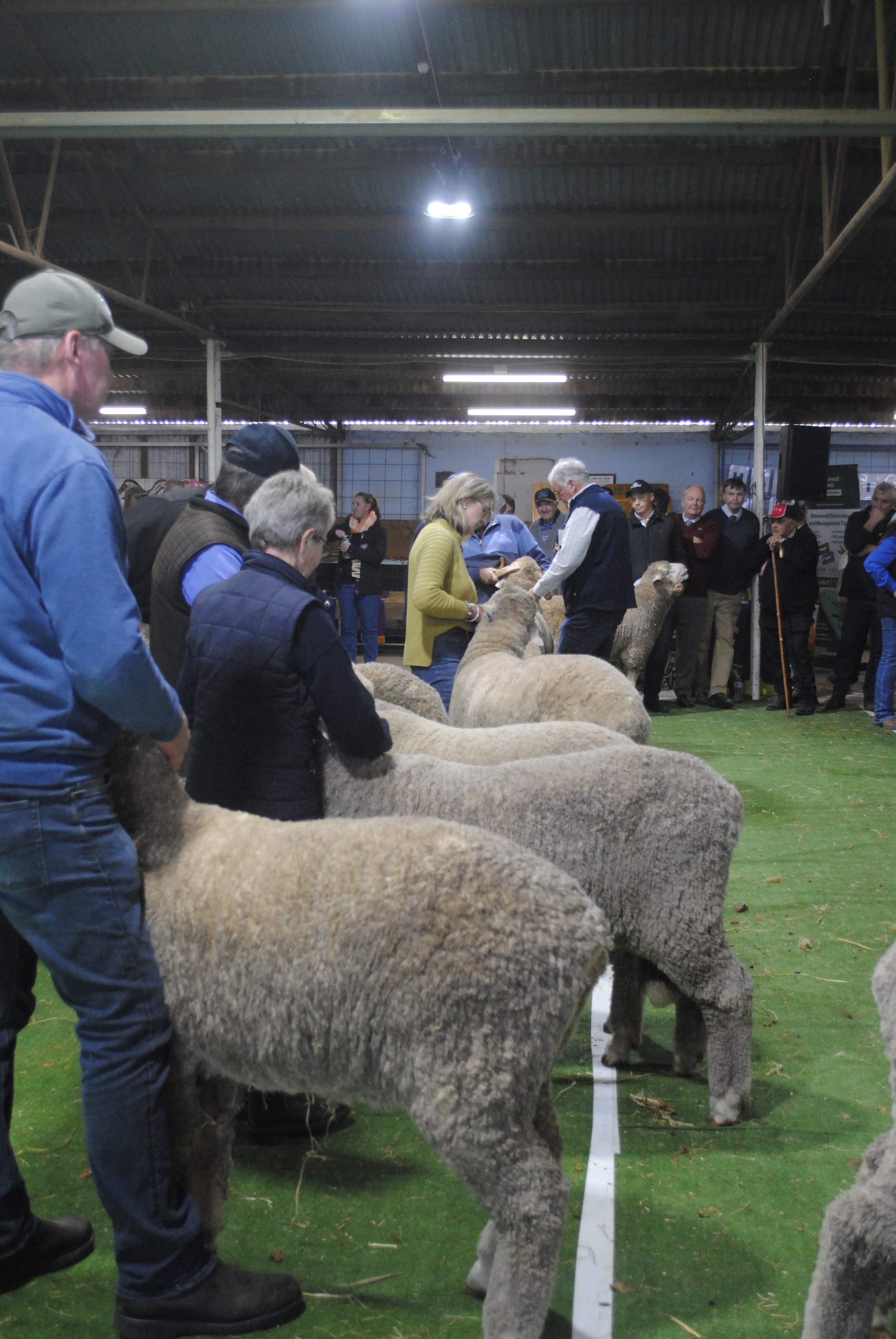 2023 Sheep Show (4).JPG