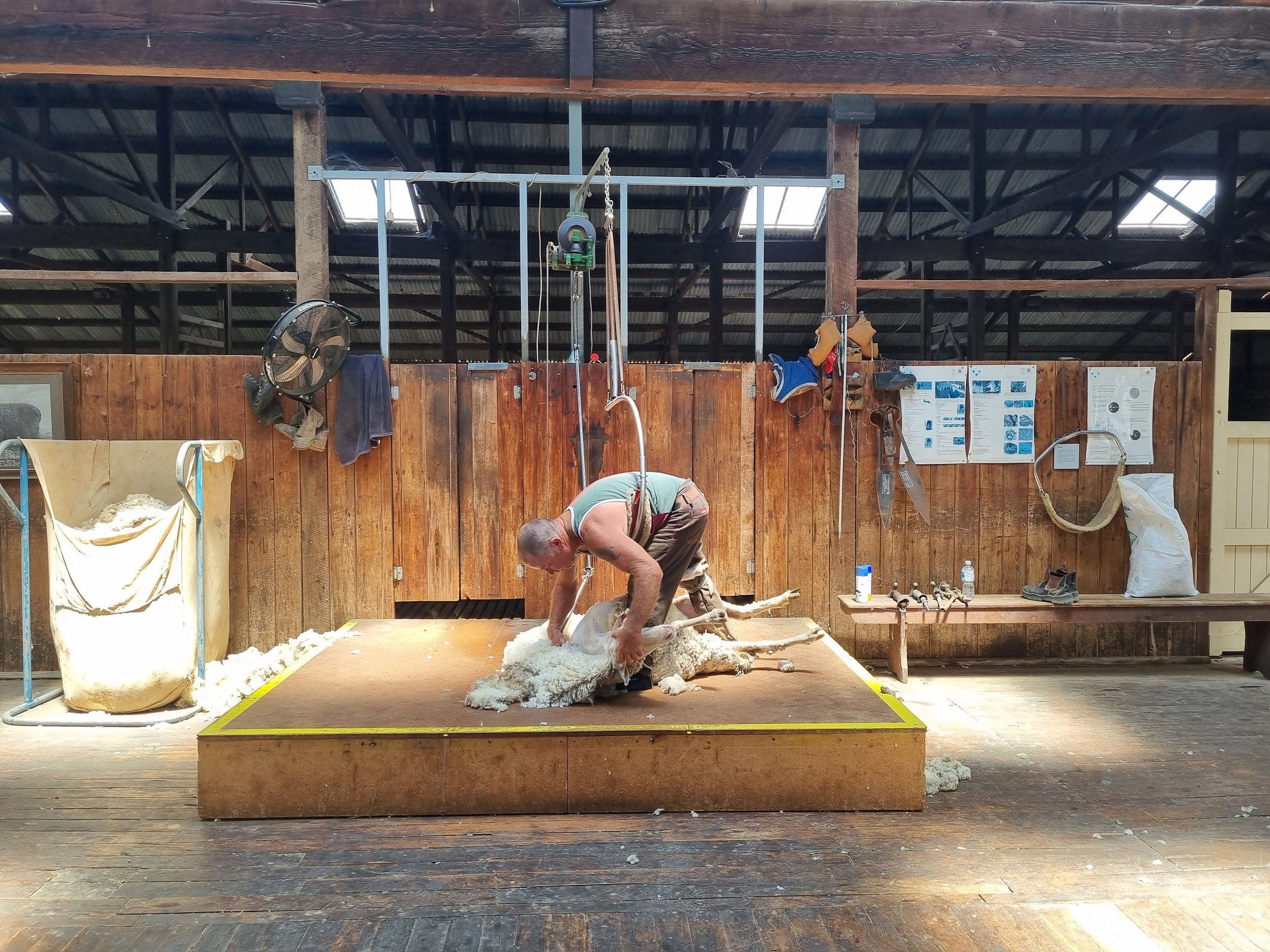 Shear outback jack walliss nov 2023.jpg