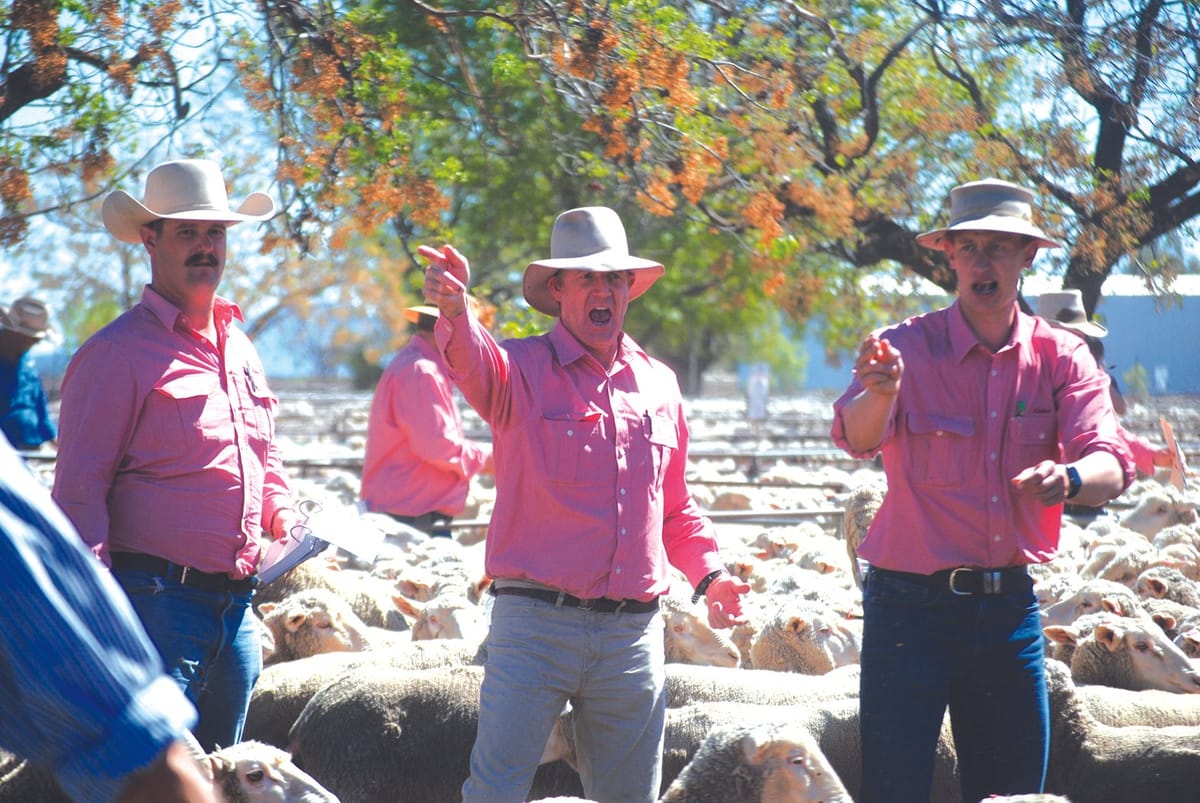 Yarto tops annual Hay Sheep Sale