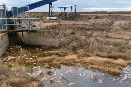 Fuel spill fish kill alleged at Gundaline Station
