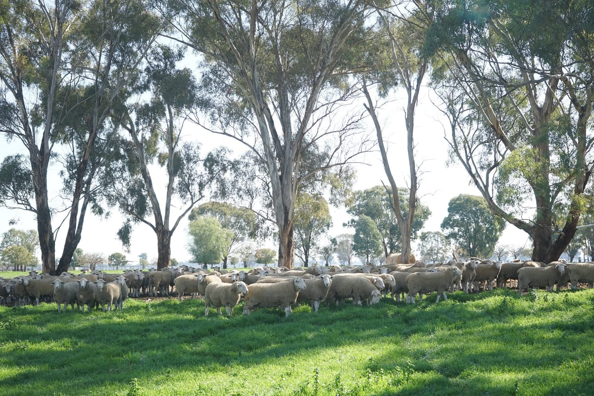 Kismet Stud boasts high lambing percentages