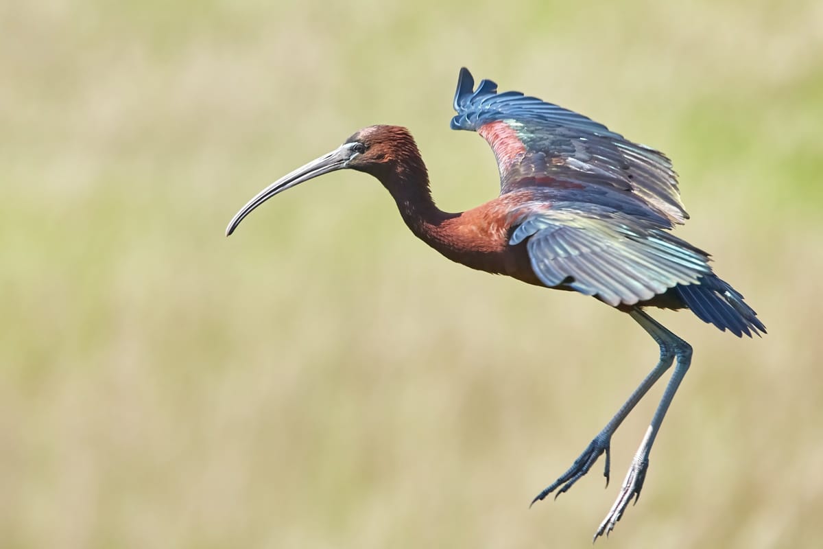 Bumper breeding season for Great Cumbung Swamp
