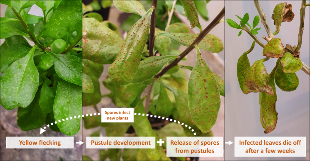 Rust Fungus a tool in the fight against African boxthorn, says CSIRO - trial sites needed