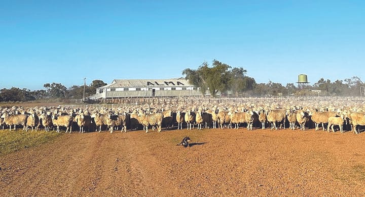 Consistent breeding the key to Alma Stud’s success