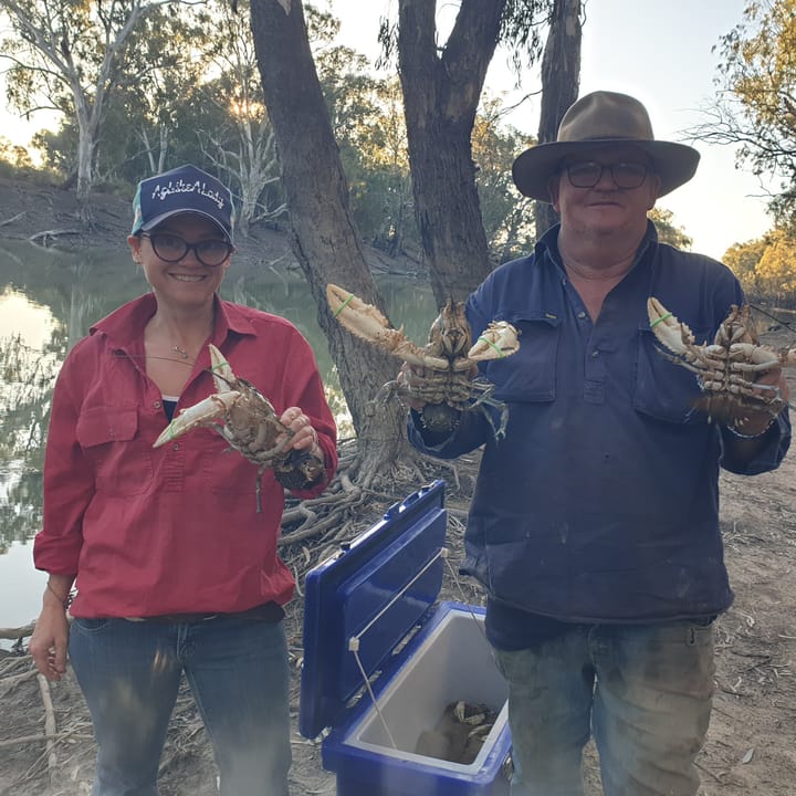 Crayfish returned to the Edward River