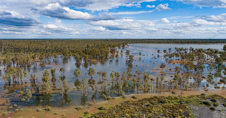 The Nature Conservancy offers Great Cumbung Swamp for controversial sale