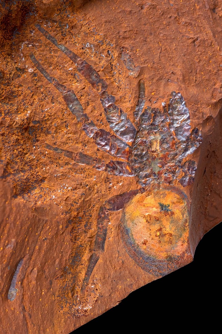 New spider genus named after former Hay student