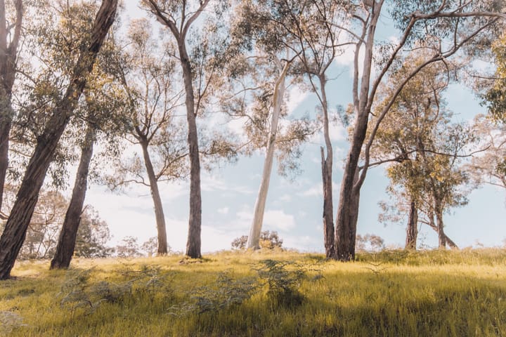 Carbon offsets and carbon farming - what is it all about?