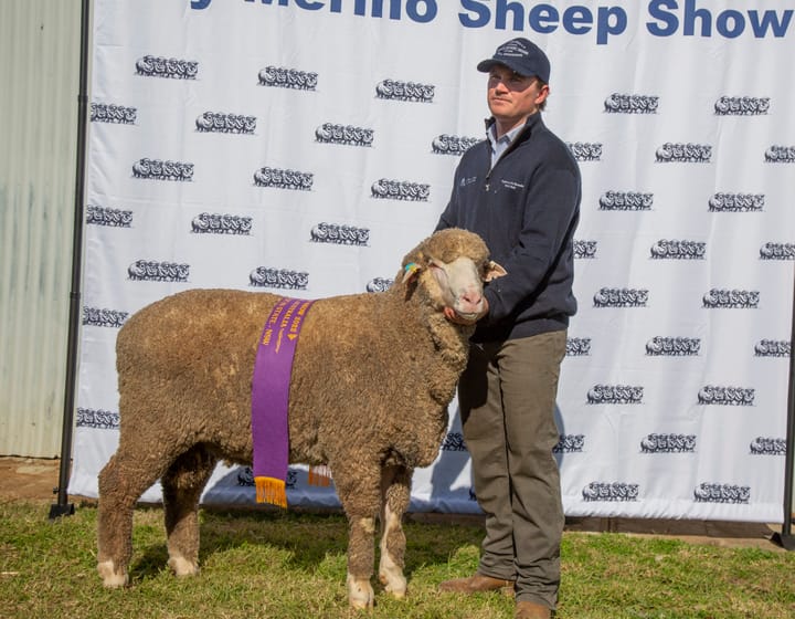Boonoke exhibits champion NSW hoggett Merino Ram