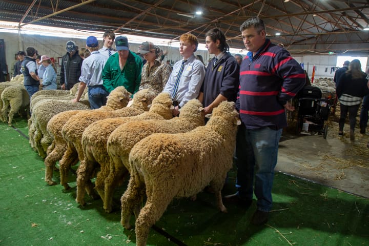 Hay Merino Sheep Show celebrates 70 years