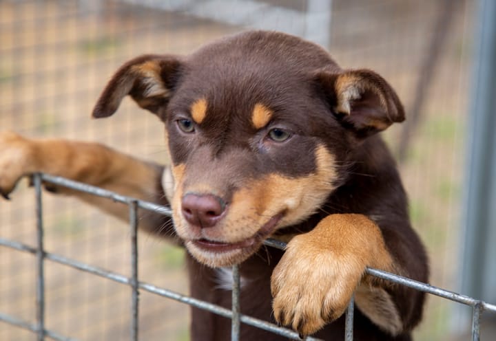 Wildfire jets off to America - Avenpart exports another locally bred Kelpie to the USA
