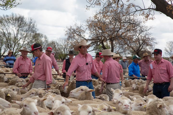 2022 Hay Sheep Sale
