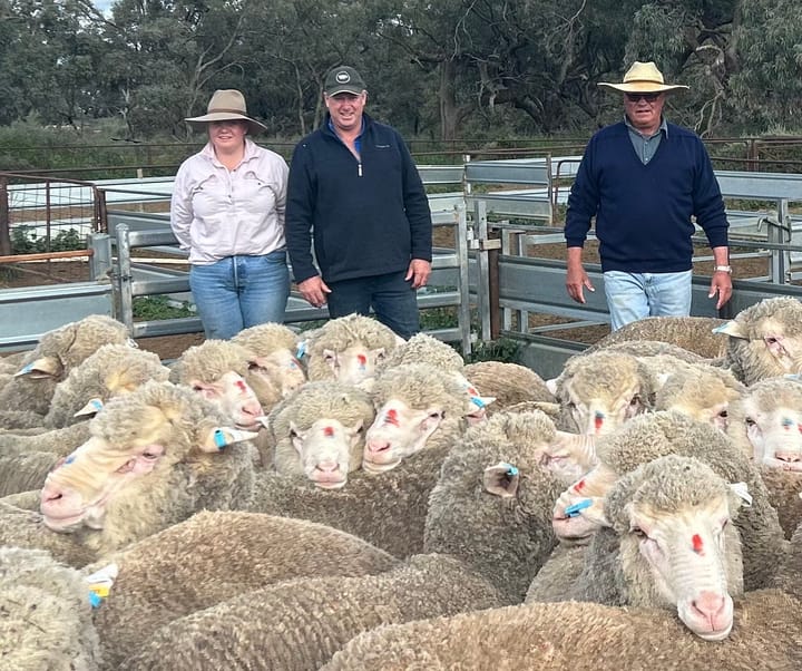 Local Poll Merino sale moves annual auction closer to home