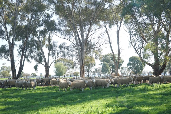 Kismet Stud boasts high lambing percentages