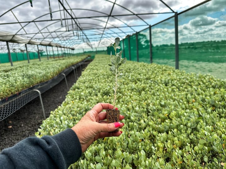 Anameka Saltbush - Science and research helping to regenerate the Riverine Plains