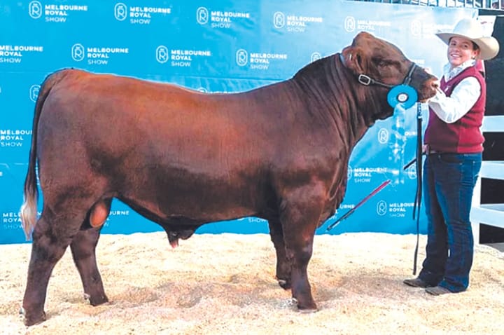 Maddy brings home supreme ribbon from Royal Melbourne