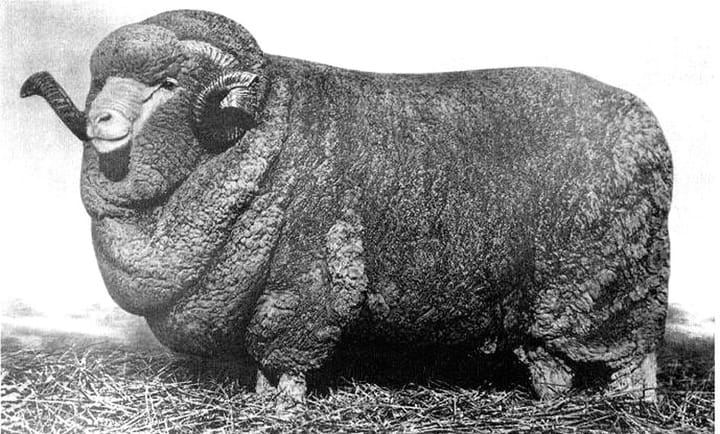 Uardry 0.1 - the shilling ram