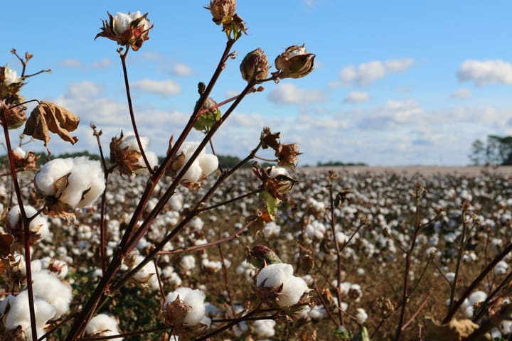 Cotton growers call for Gundaline Station’s myBMP accreditation to be stripped