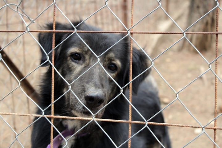 Little support for Deputy Mayor’s view on dealing with abandoned dogs