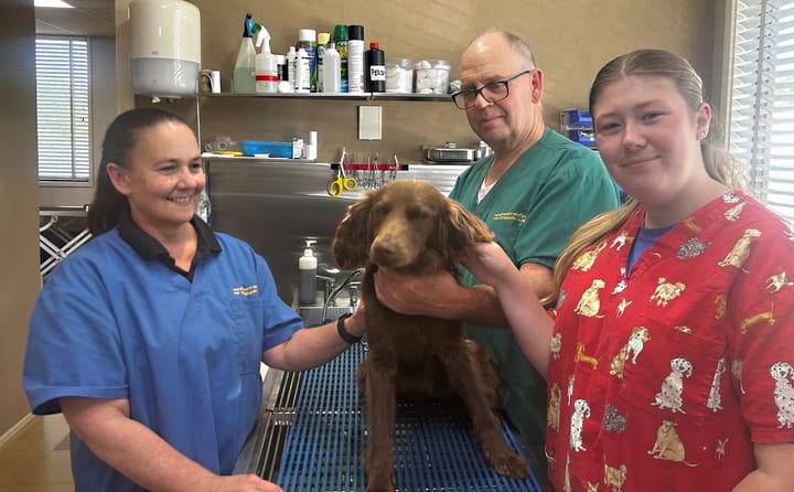 Snake season - anti-venom treatments for local pets doubles