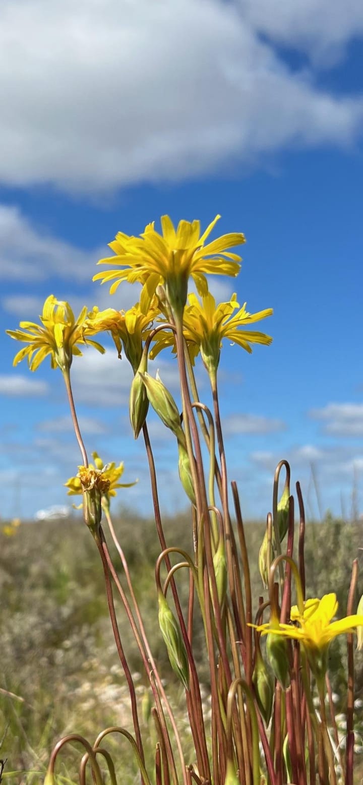 Rare native plant discovered on TSR
