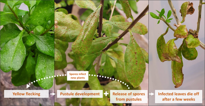 Rust Fungus a tool in the fight against African boxthorn, says CSIRO - trial sites needed