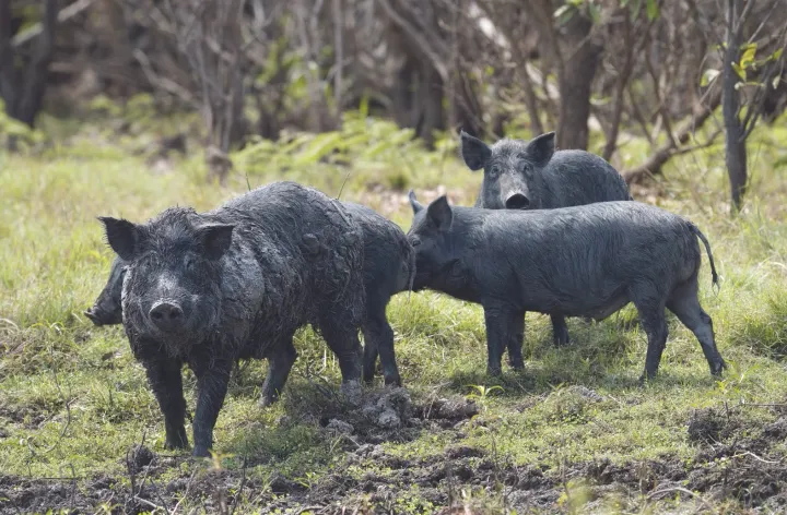 Feral bounty debate rages as hunting Bill introduced into NSW Parliament